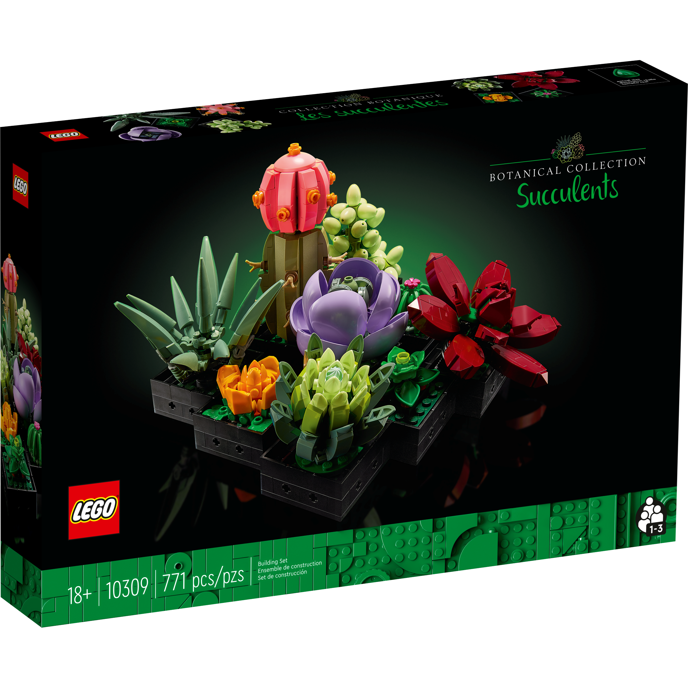 Succulents - Image 2