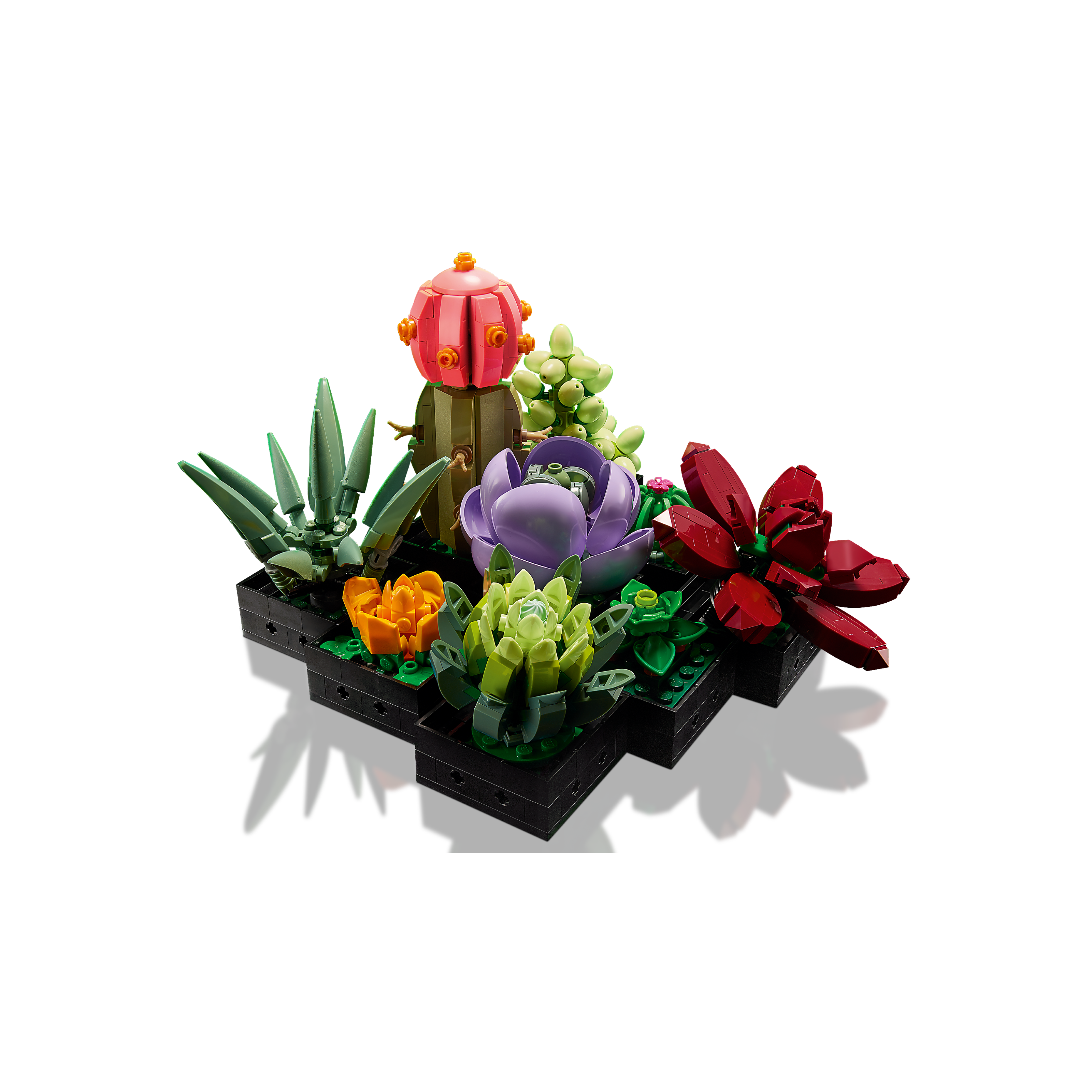 Succulents - Image 5