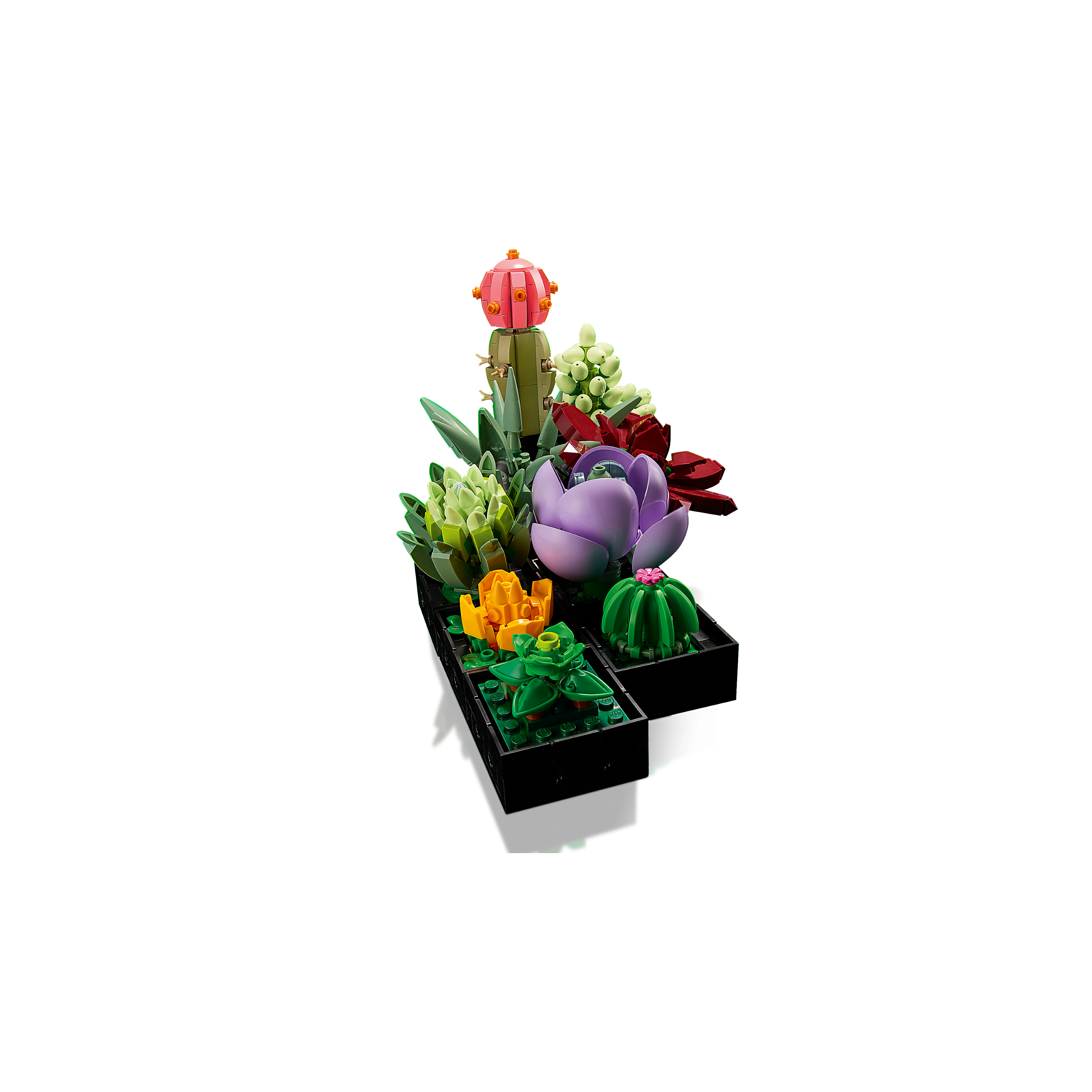 Succulents - Image 6