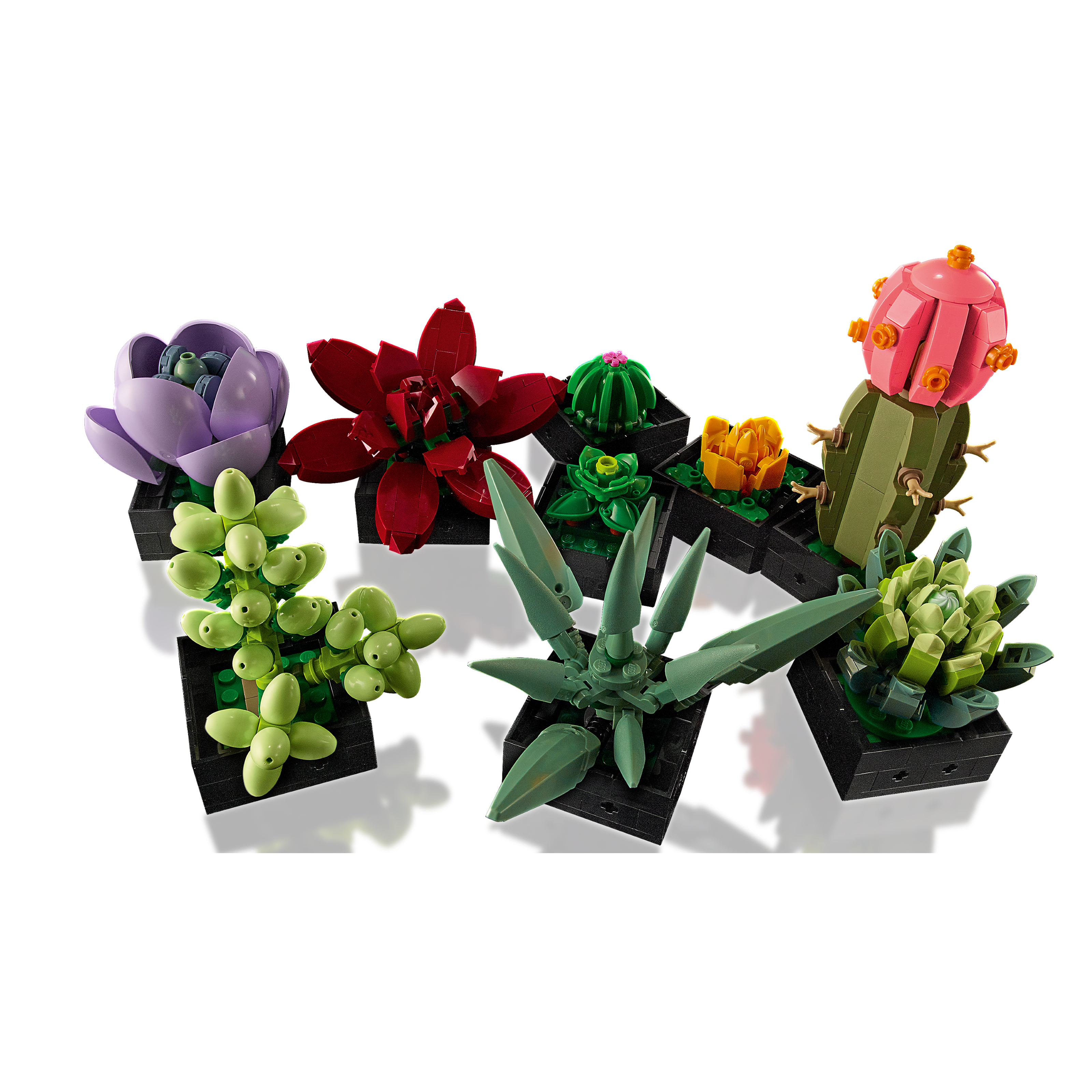 Succulents - Image 7