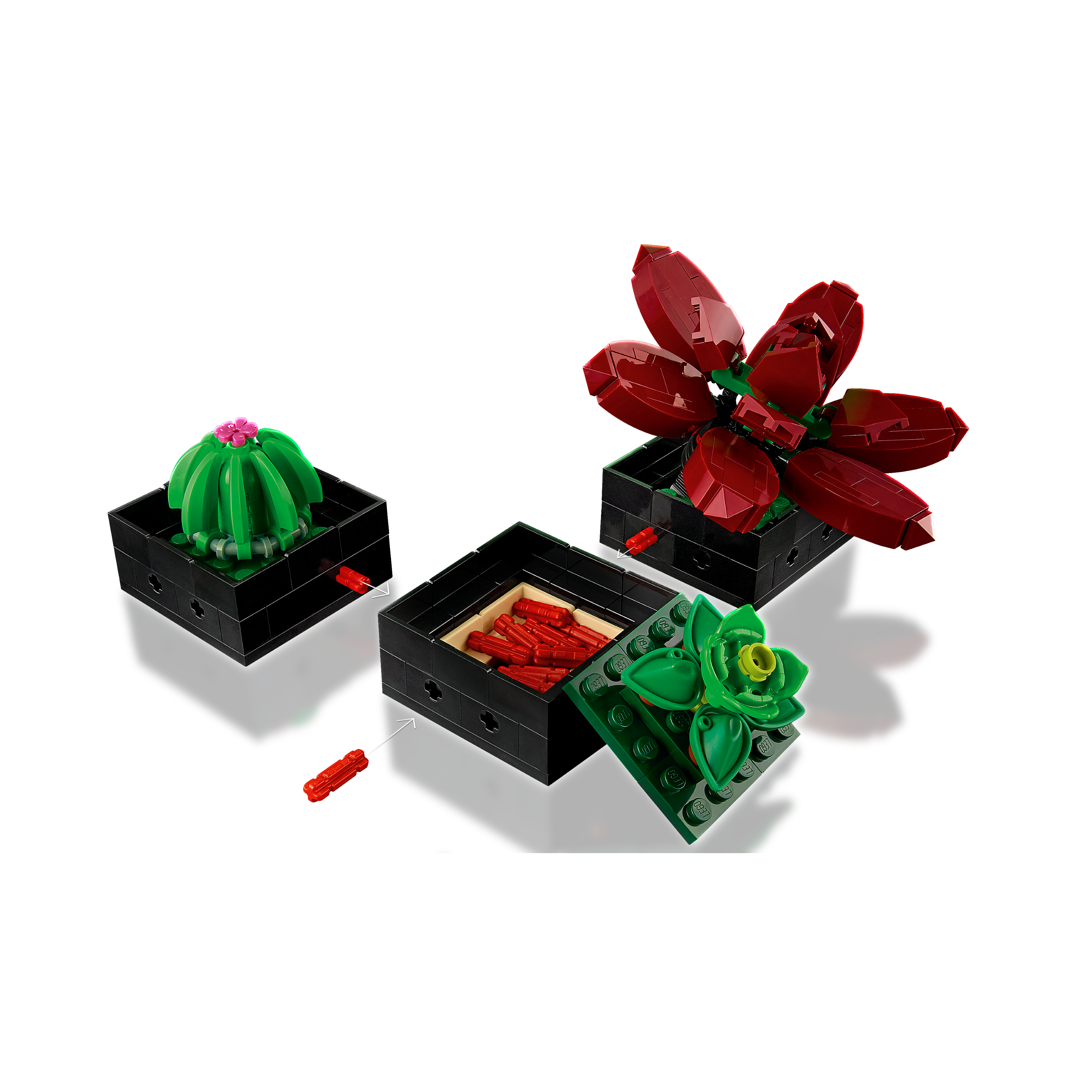 Succulents - Image 8