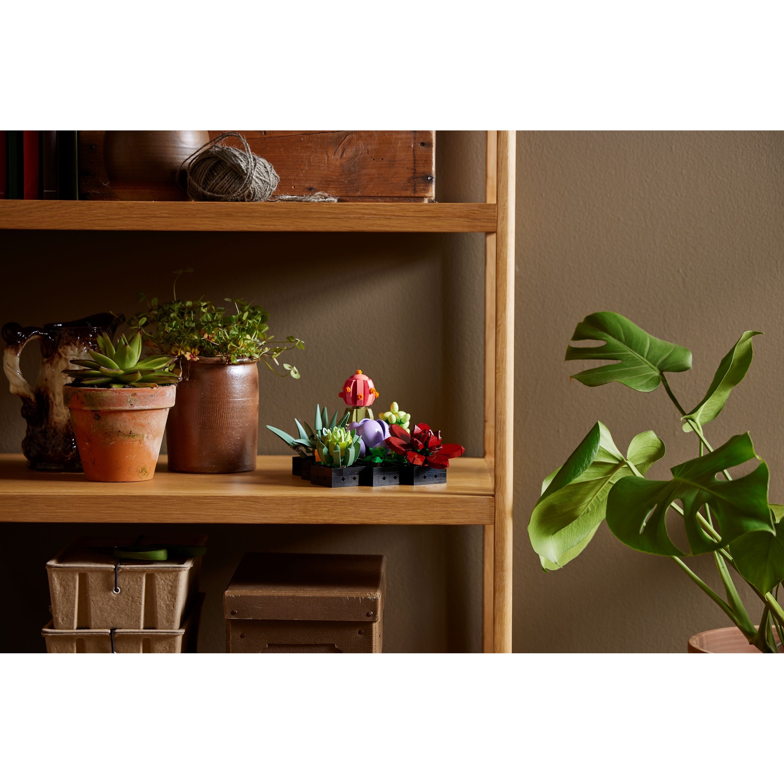 Succulents - Image 3