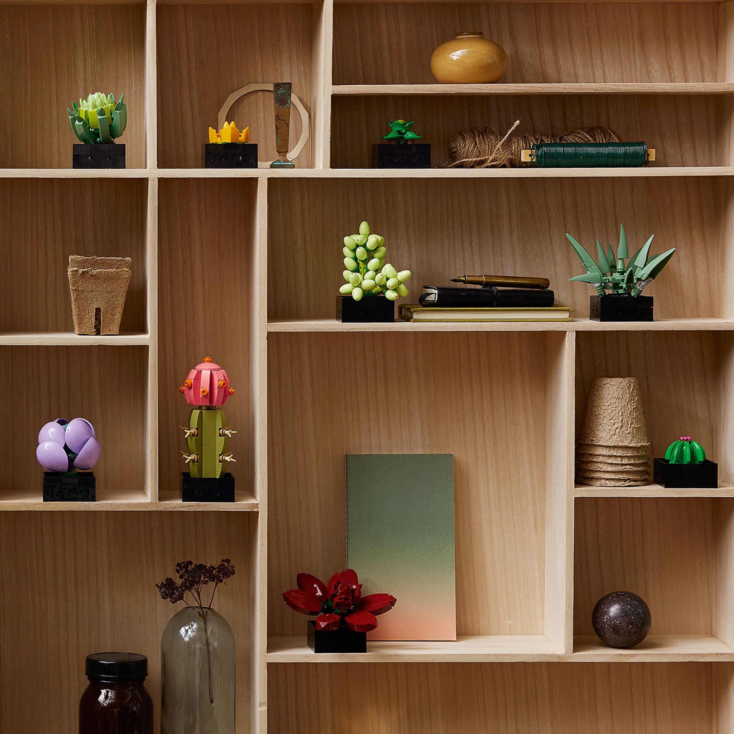 Succulents - Image 4