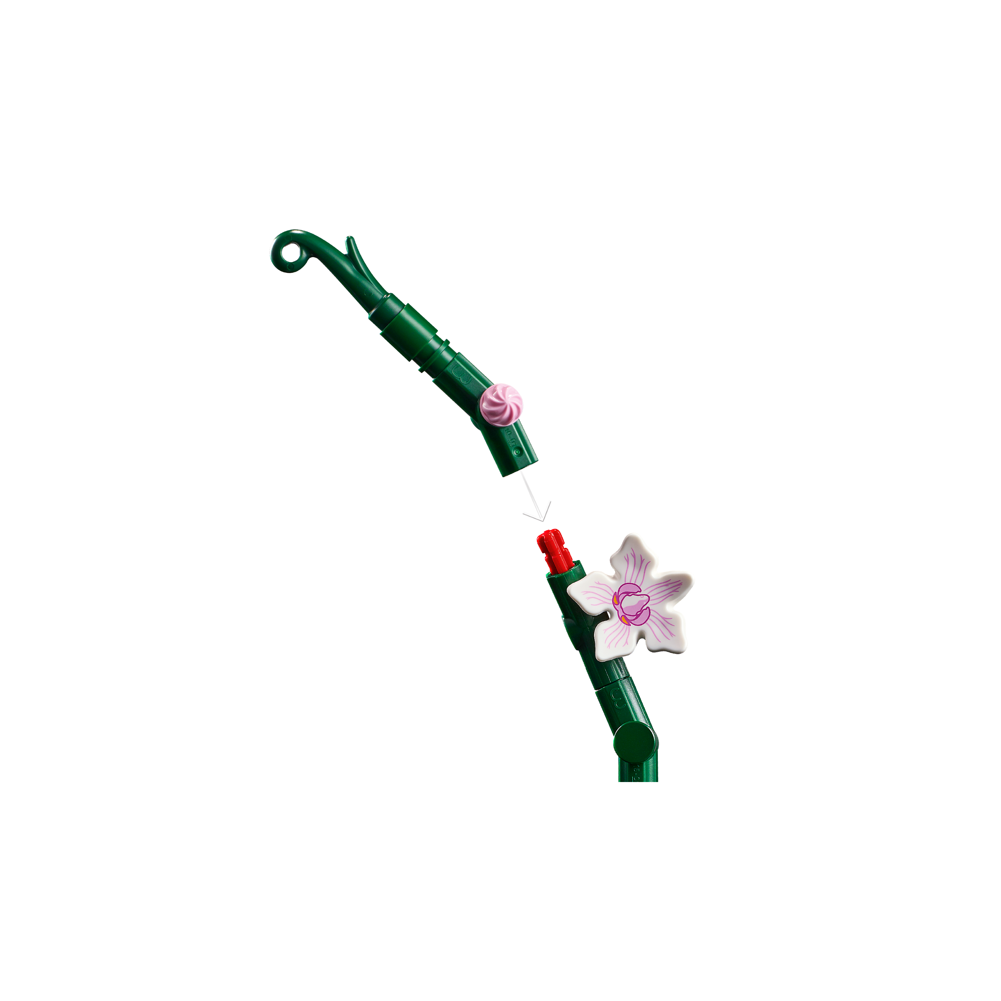 Orchid - Image 7