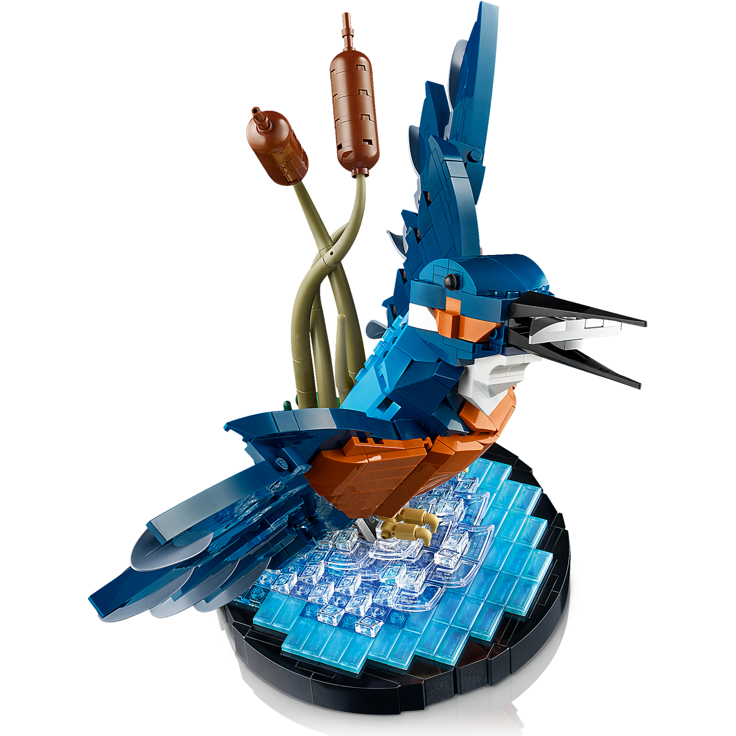 Kingfisher Bird - Image 3