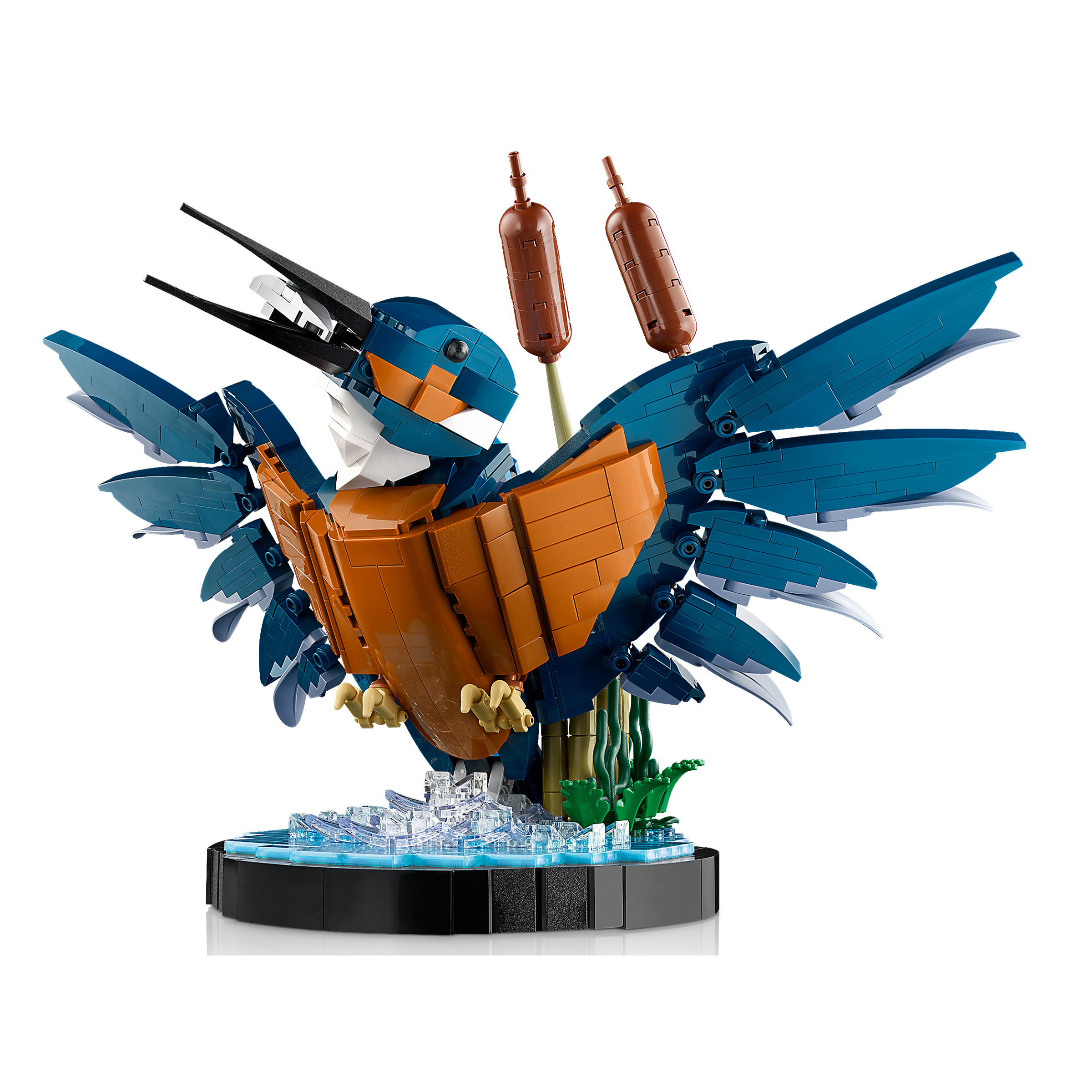Kingfisher Bird - Image 4
