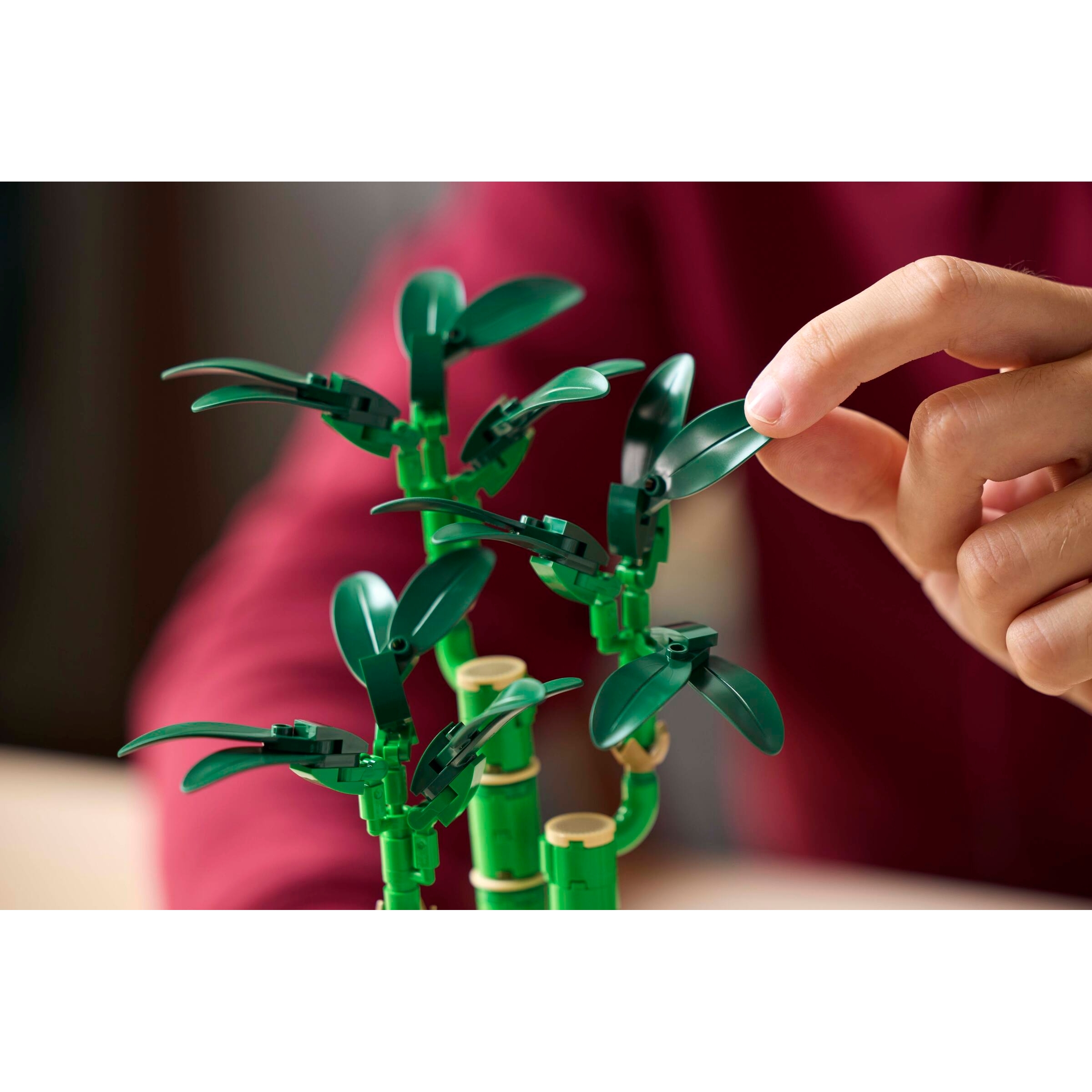 Lucky Bamboo - Image 8