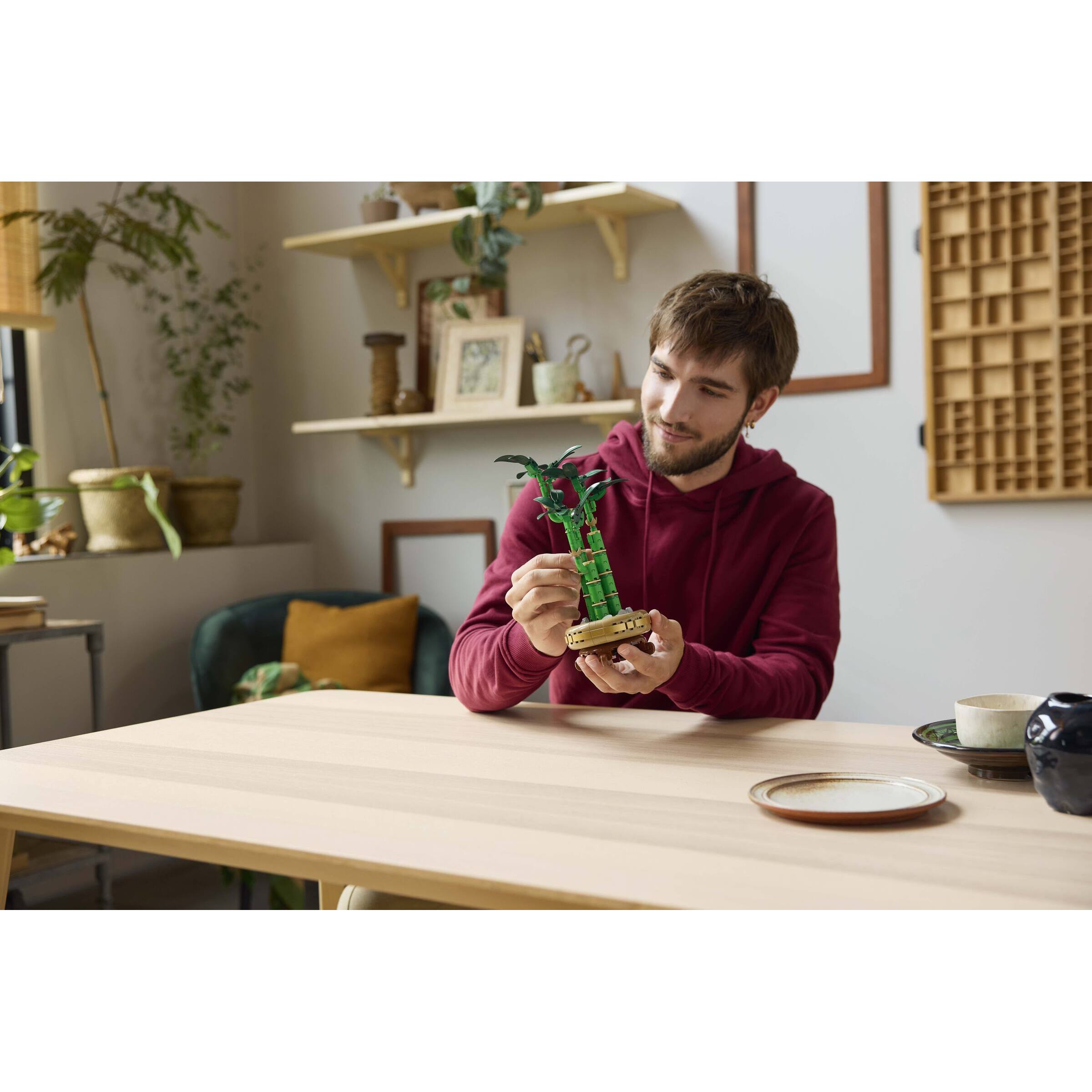 Lucky Bamboo - Image 7