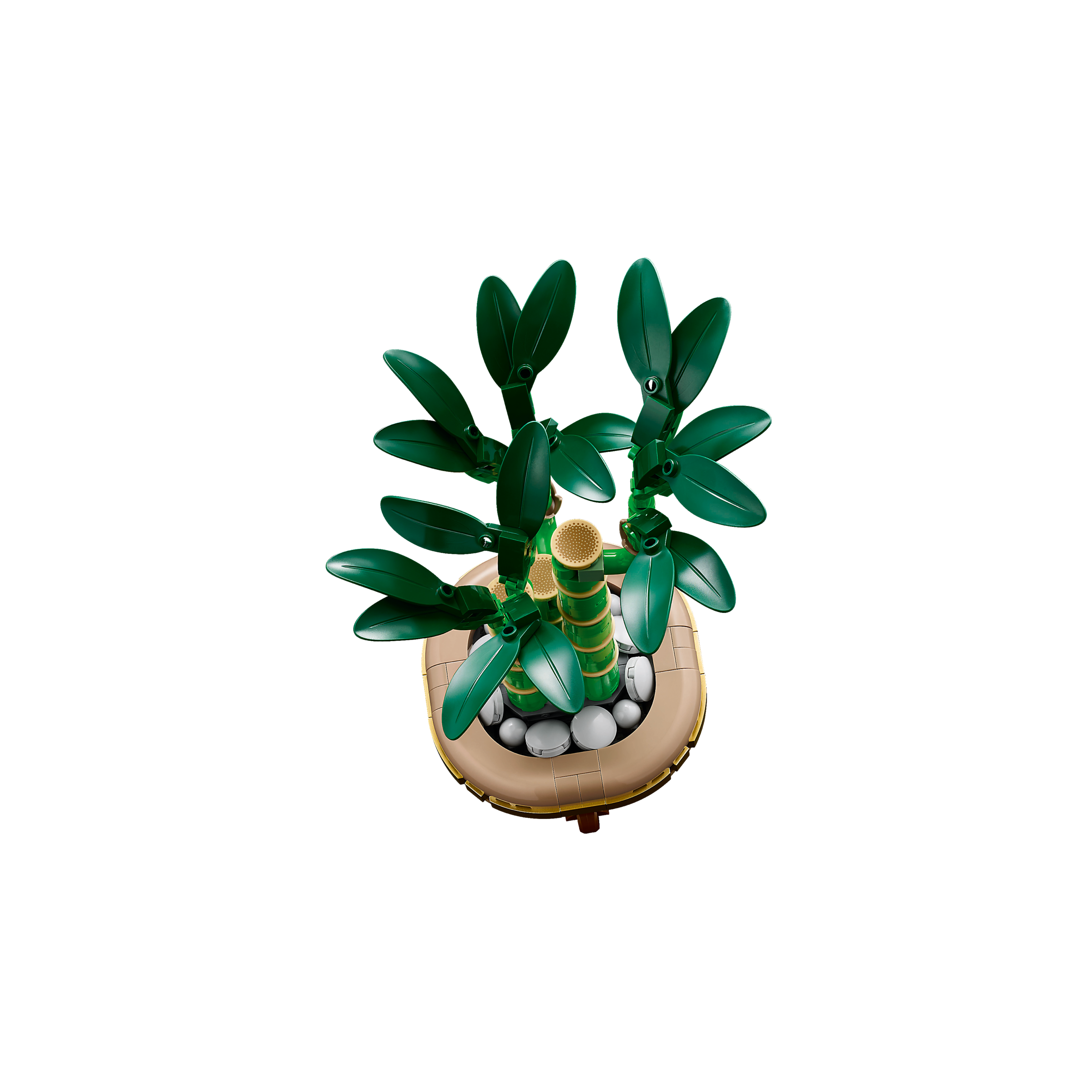 Lucky Bamboo - Image 4