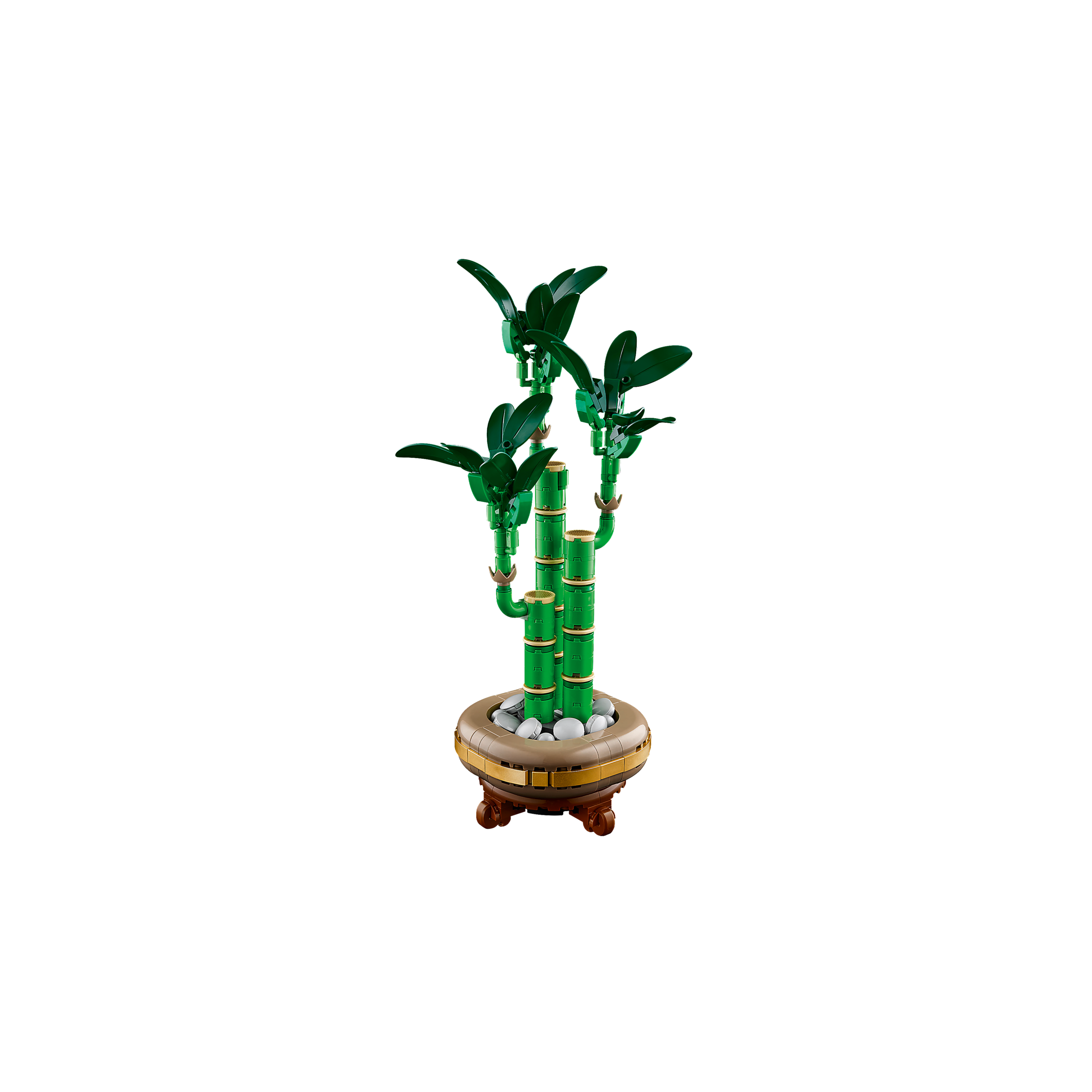Lucky Bamboo - Image 6