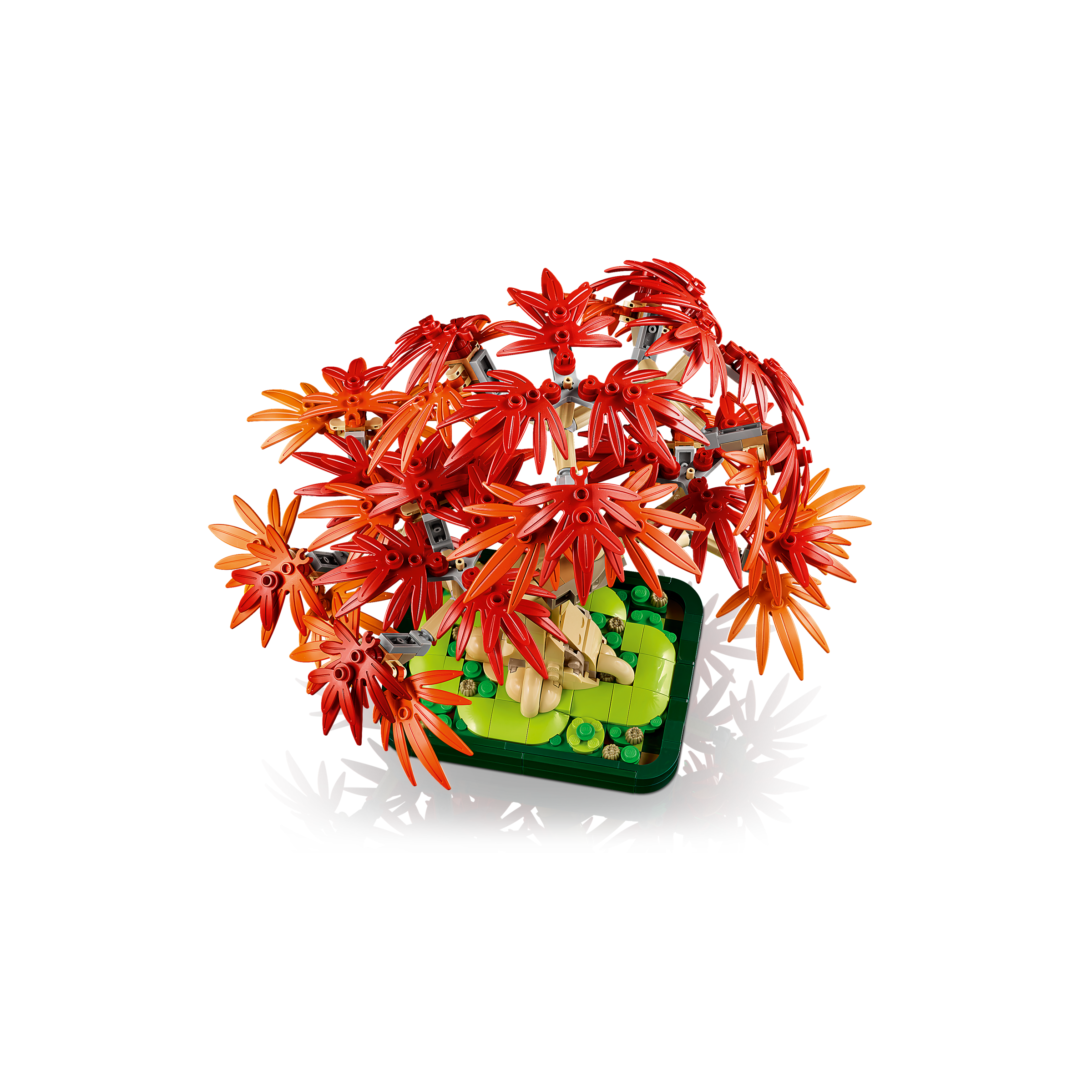 Japanese Red Maple Bonsai Tree - Image 5