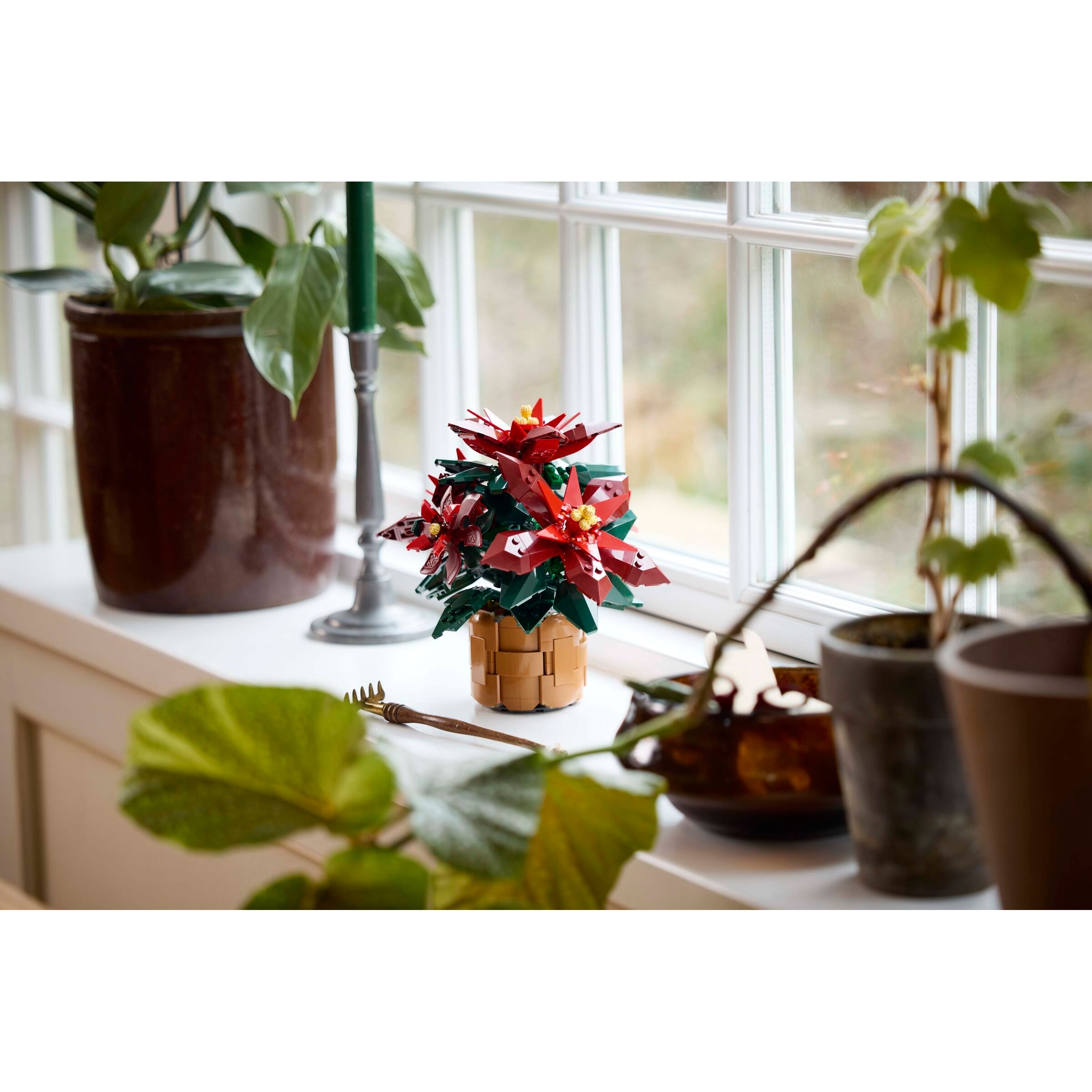 Poinsettia - Image 3