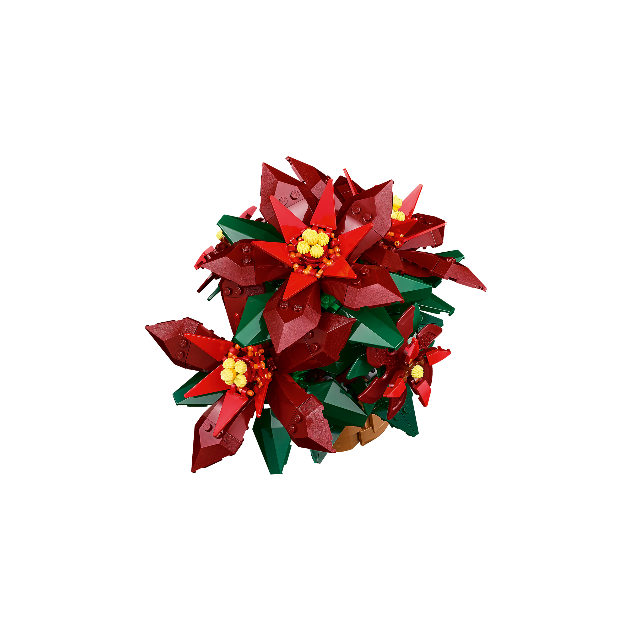 Poinsettia - Image 6
