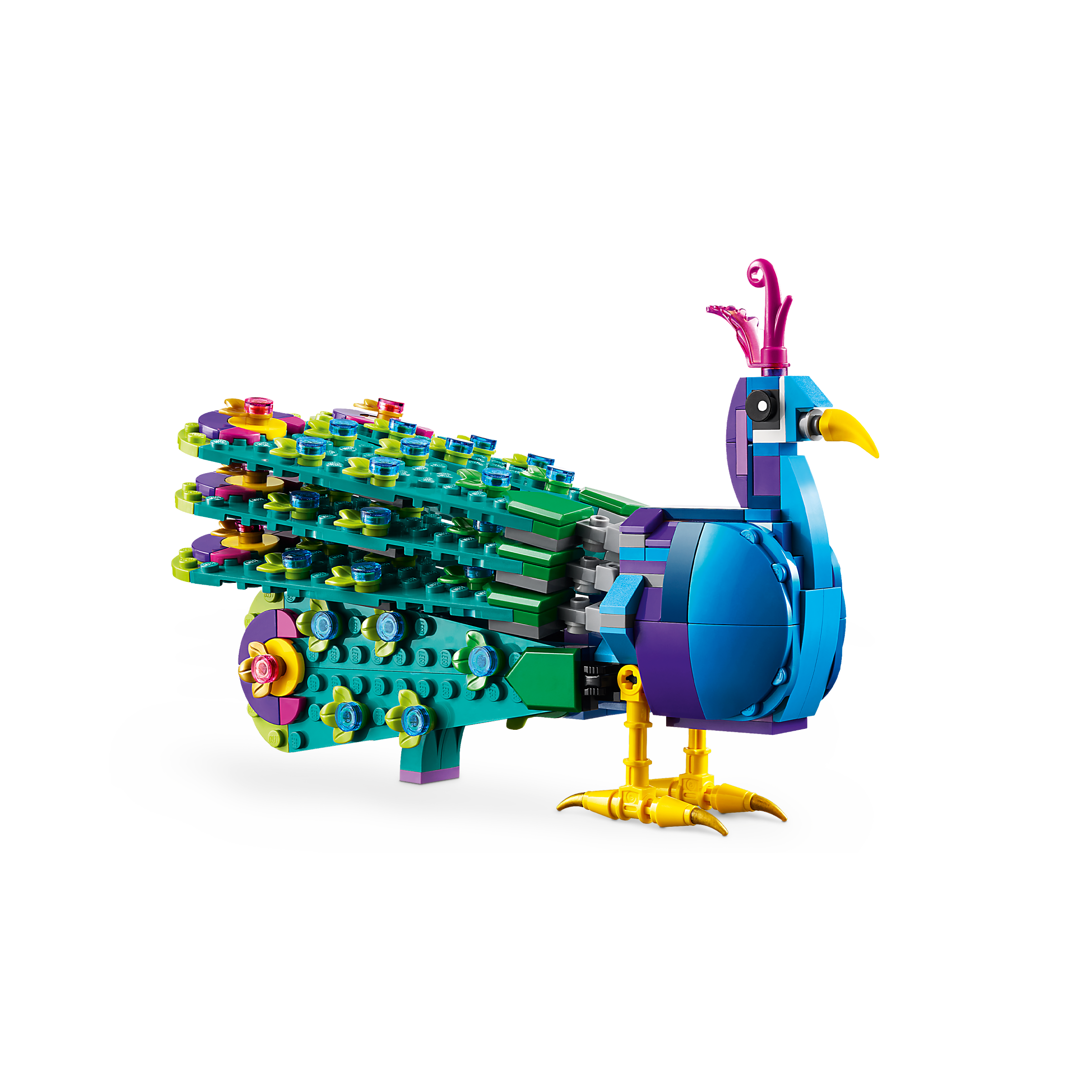 Exotic Peacock - Image 3
