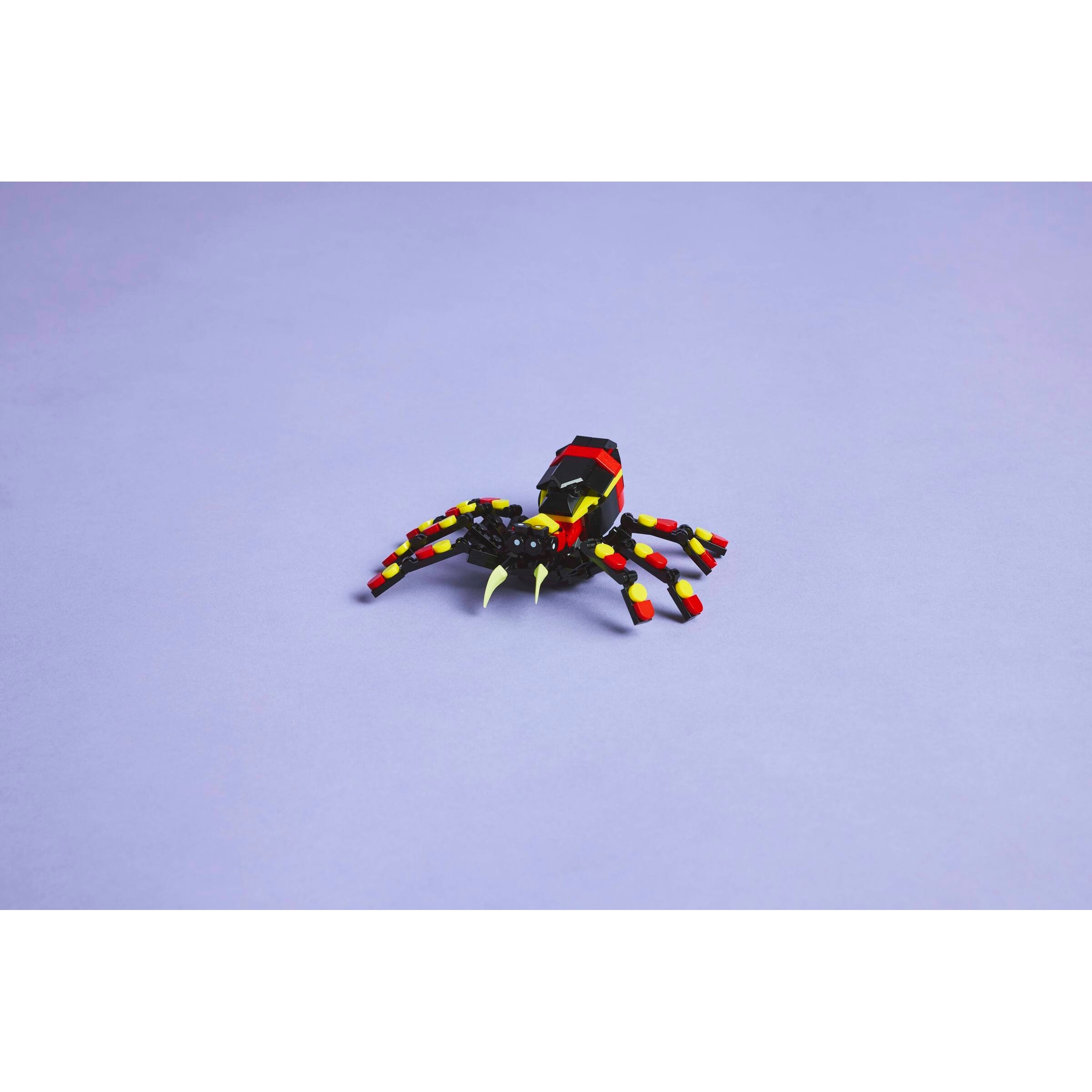 Wild Animals: Surprising Spider - Image 10