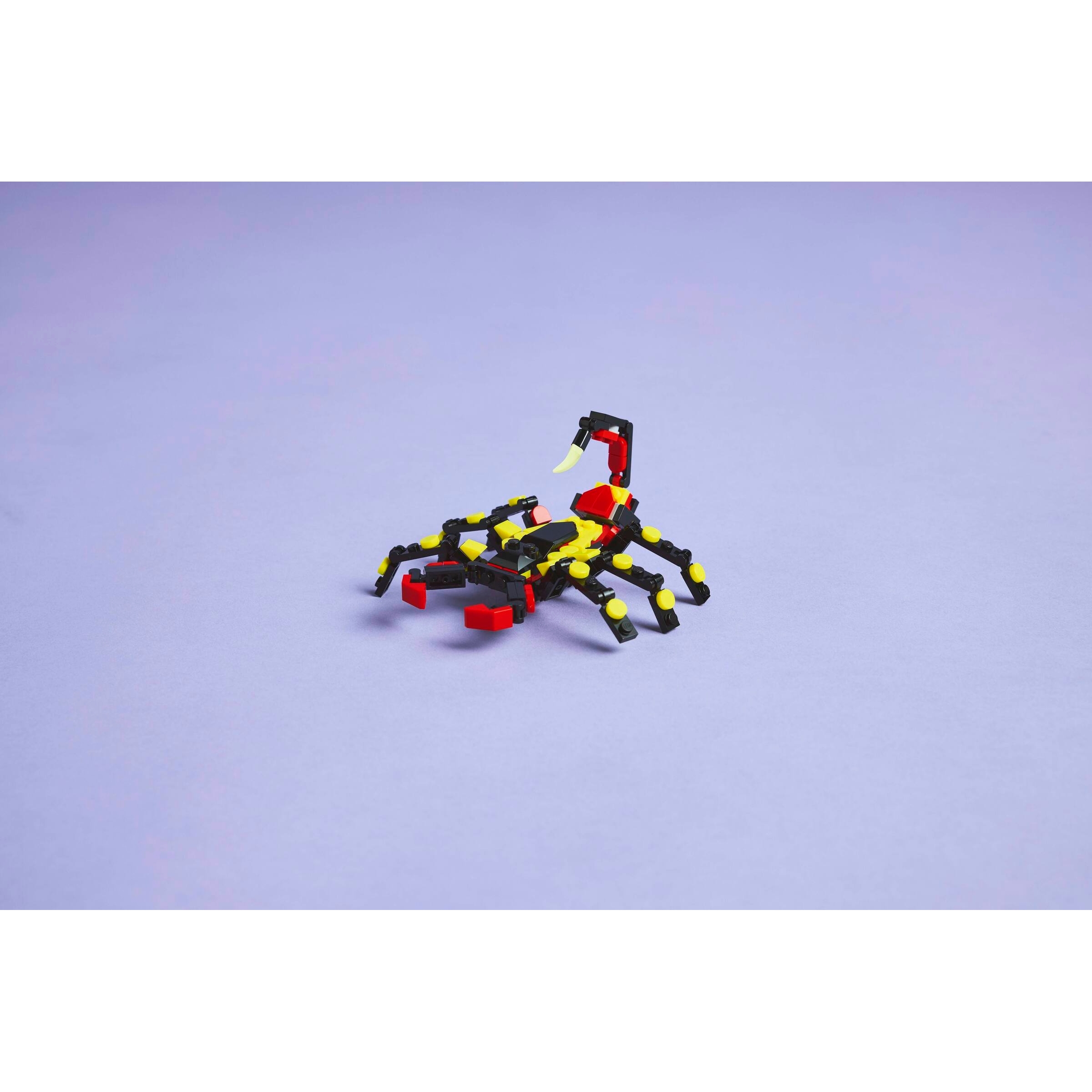 Wild Animals: Surprising Spider - Image 11