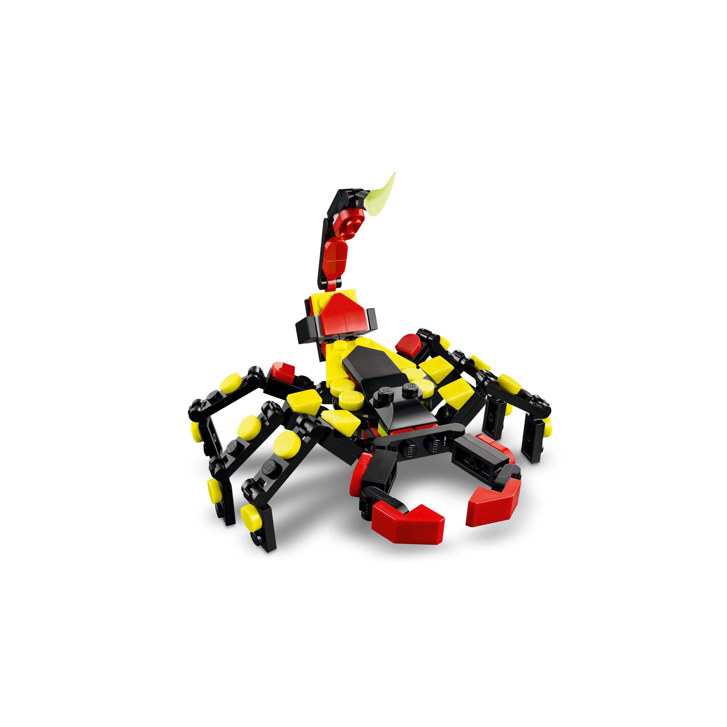 Wild Animals: Surprising Spider - Image 7