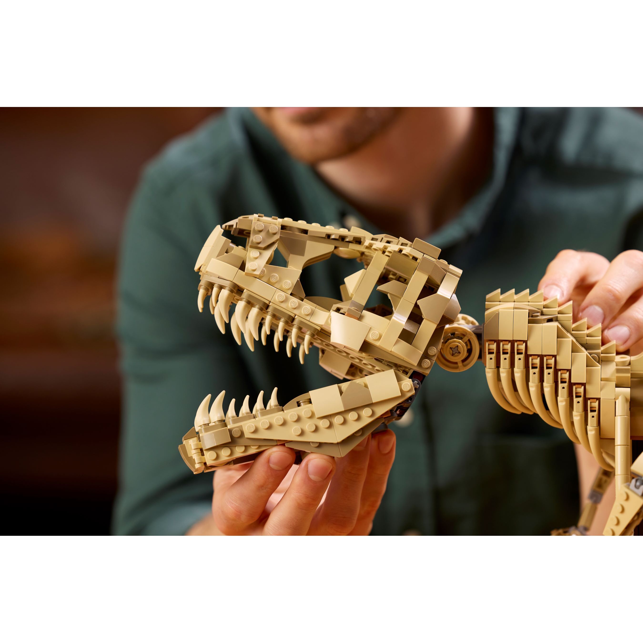 Dinosaur Fossils: Tyrannosaurus Rex - Image 8